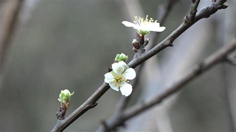 Şubatta güneşi gören erik ağacı çiçek açtı - Son Dakika Haberleri